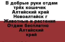 В добрые руки отдам трёх кошечек - Алтайский край, Новоалтайск г. Животные и растения » Отдам бесплатно   . Алтайский край